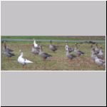 Anser anser - Graugans 05 OS-Rubbenbruchsee.jpg